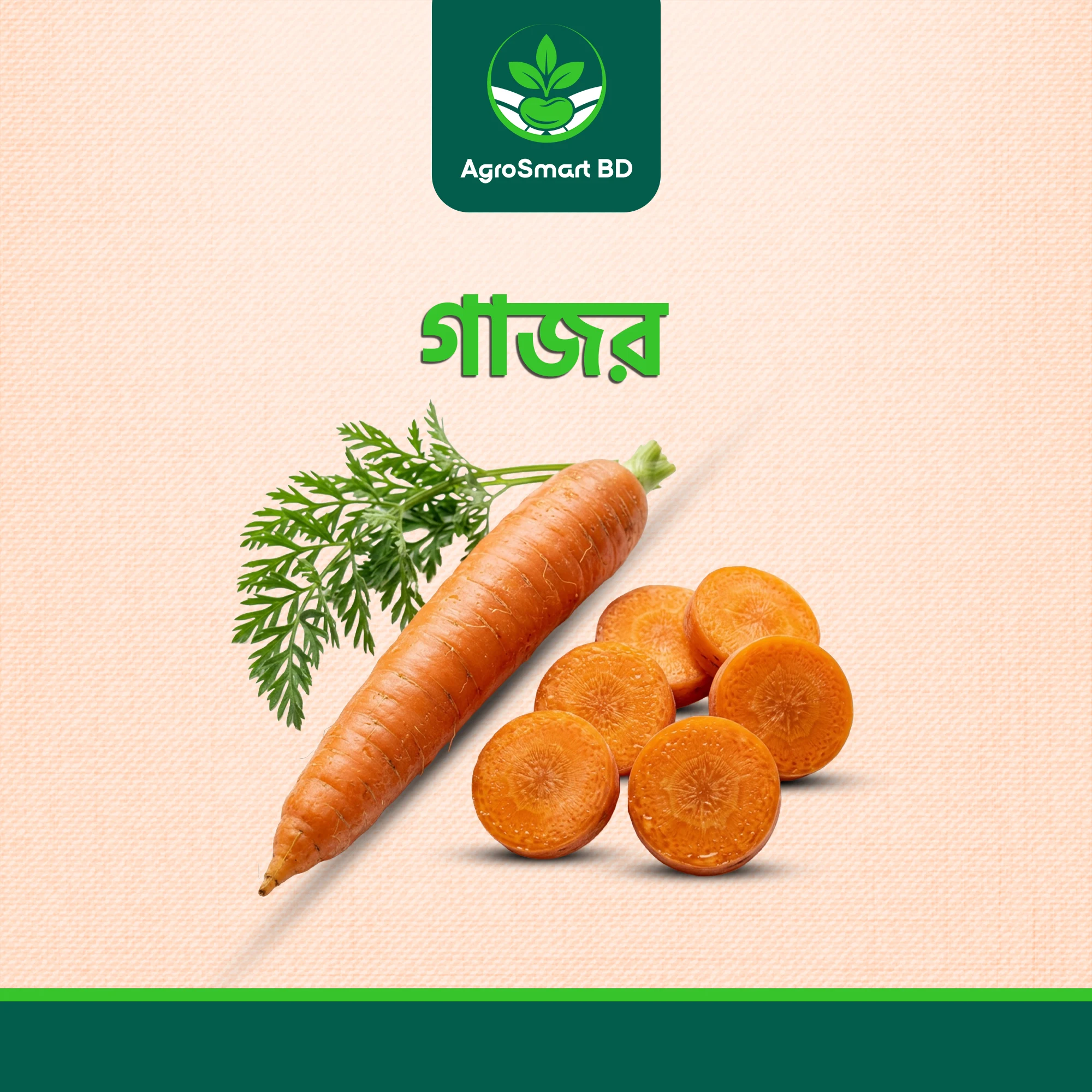 গাজর বীজ