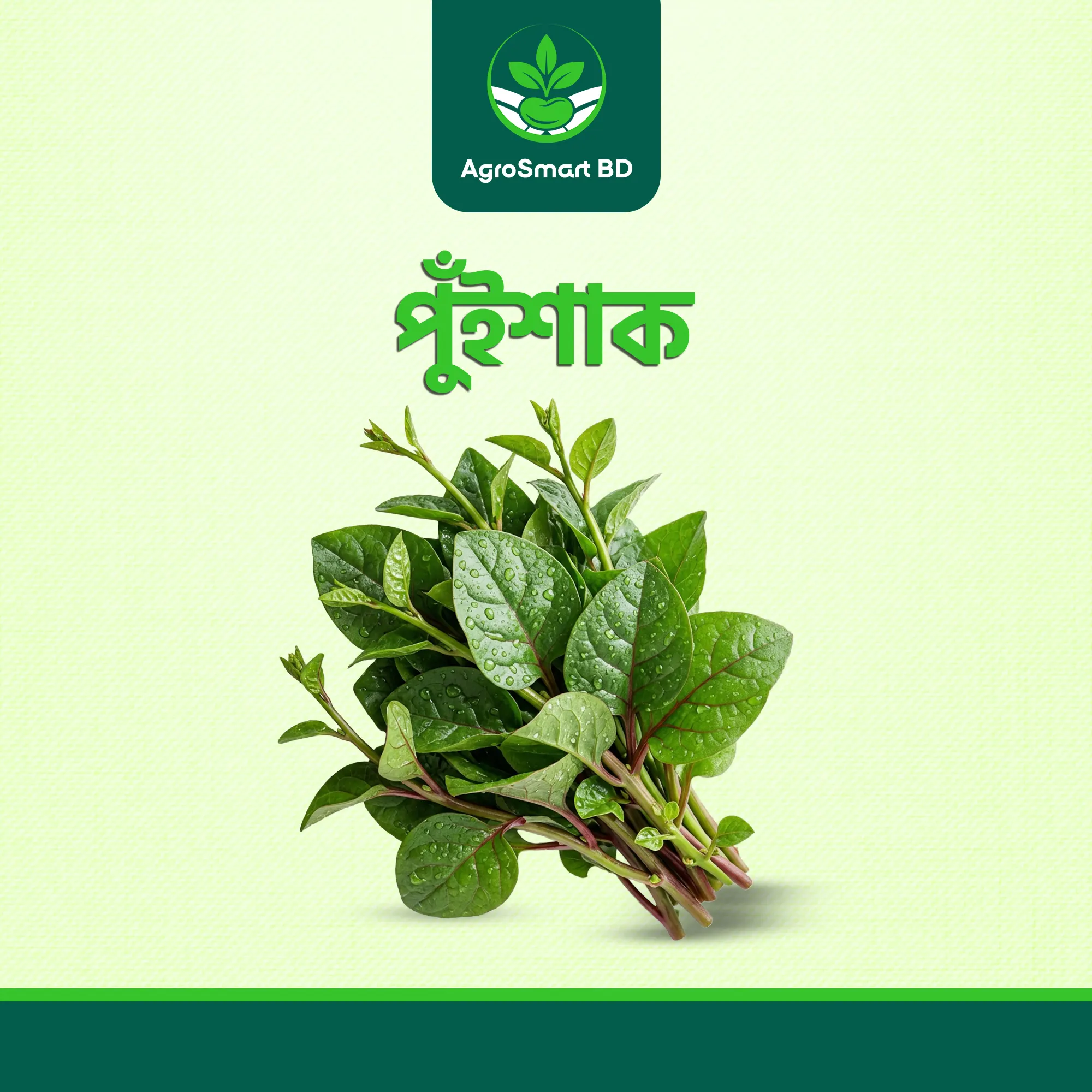 পুঁইশাক বীজ
