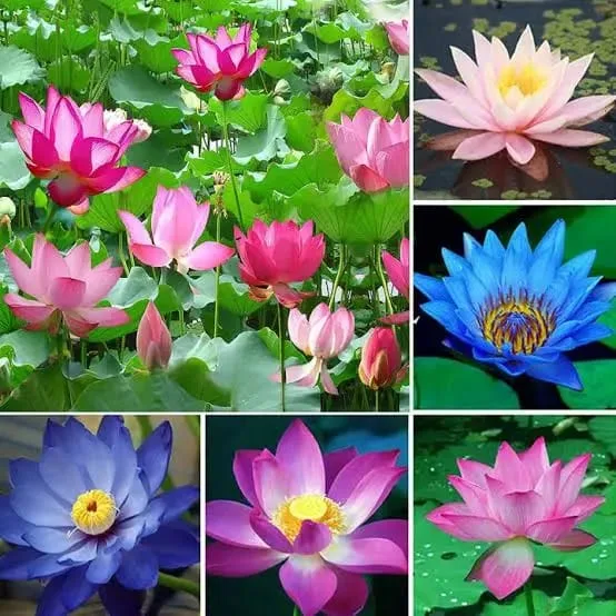 Bowl Lotus Seeds